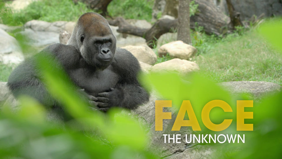 VisitFlorida Domestic "Go Wild" Campaign Ad – Busch Gardens Tampa Bay